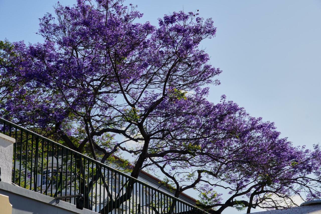 Ribeira Funchal Center Apartman Kültér fotó